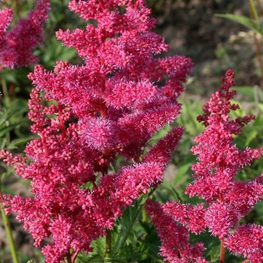 Кровохлебка тонколистная Альбифлора (Sanguisorba tenuifolia 'Albiflora')