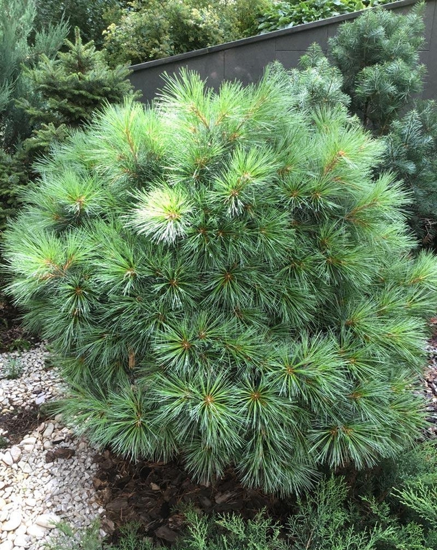 Сосна веймутова Блю Шэг (Pinus strobus 'Blue Shag')