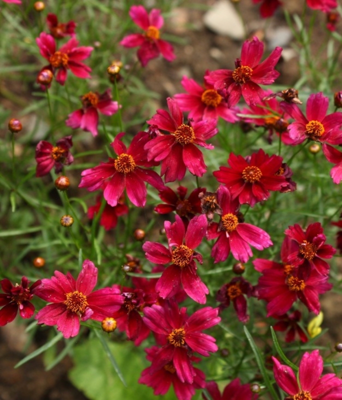 Кореопсис мутовчатый Руби Ред (Coreopsis verticillata 'Ruby Red')