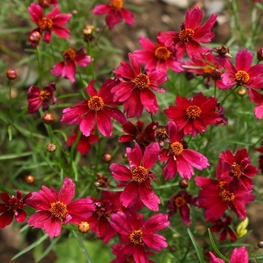 Кореопсис мутовчатый Руби Ред (Coreopsis verticillata 'Ruby Red')