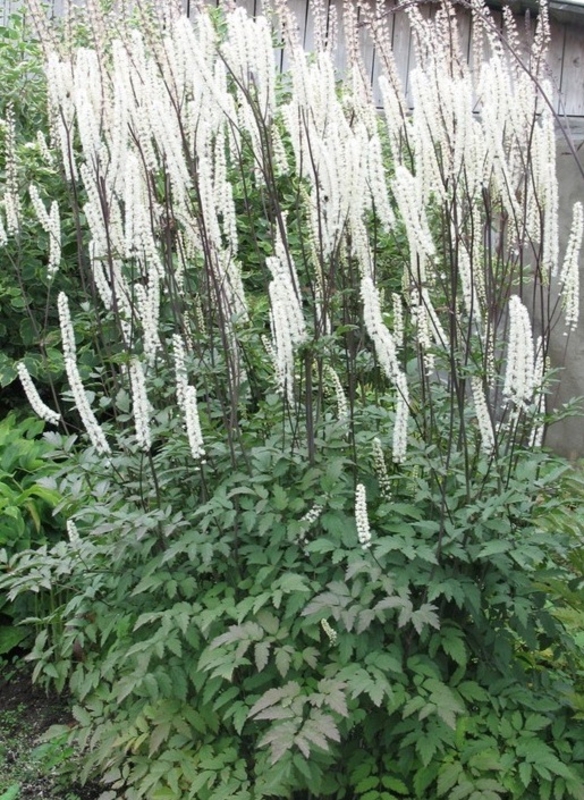 Клопогон кистевидный (Cimicifuga racemosa)