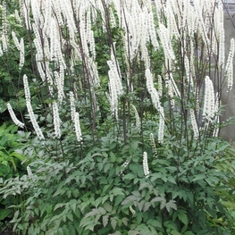 Клопогон кистевидный (Cimicifuga racemosa)