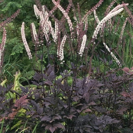 Клопогон обыкновенный Брюнет (Cimicifuga simplex 'Brunette')