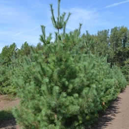 Сосна веймутова 'Pinus strobus'