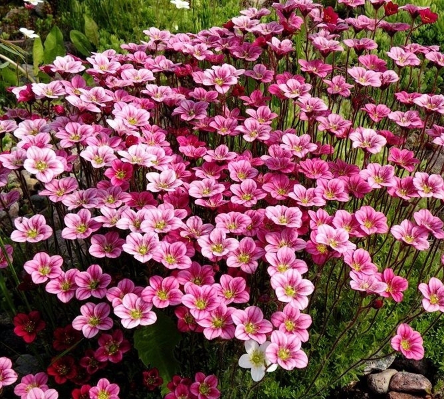 Камнеломка Арендса Питер Пэн (Saxifraga x arendsii 'Peter Pan')