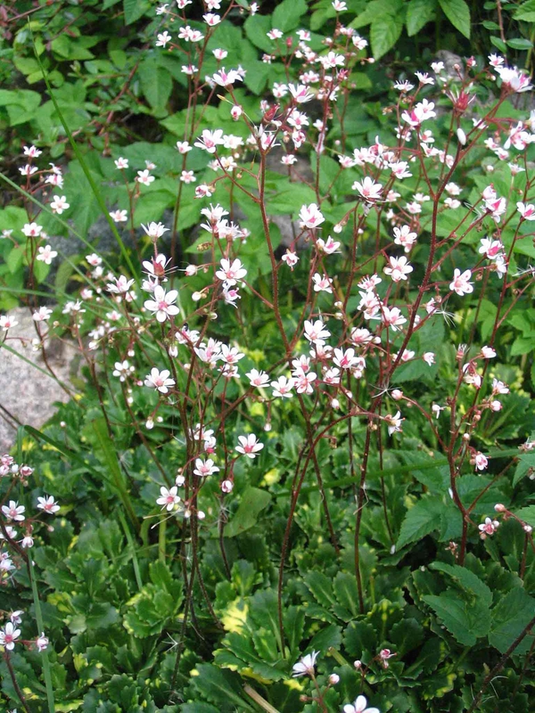 Камнеломка теневая (Saxifraga umbrosa)