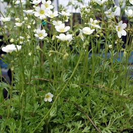 Камнеломка Арендса Сноу Карпет (Saxifraga x arendsii 'Snow Carpet')