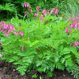 Дицентра великолепная (Dicentra spectabilis)