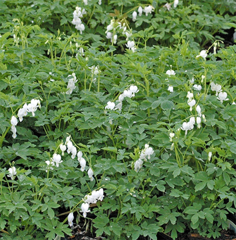 Дицентра великолепная Альба (Dicentra spectabilis 'Alba')