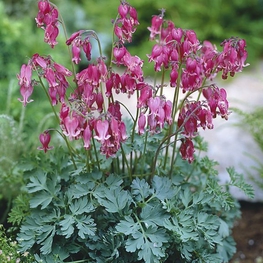 Дицентра красивая (Dicentra formosa)