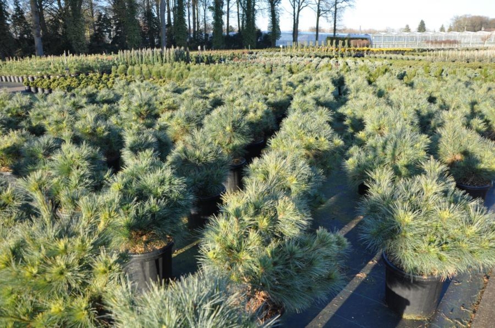 Сосна веймутова Макопин (Pinus strobus 'Macopin')