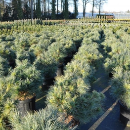 Сосна веймутова Макопин (Pinus strobus 'Macopin')