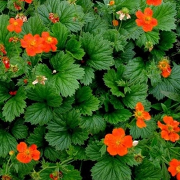 Гравилат ярко-красный Борисии (Geum coccineum 'Borisii')