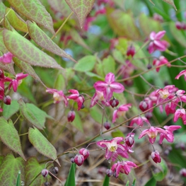 Горянка красная "Epimedium"