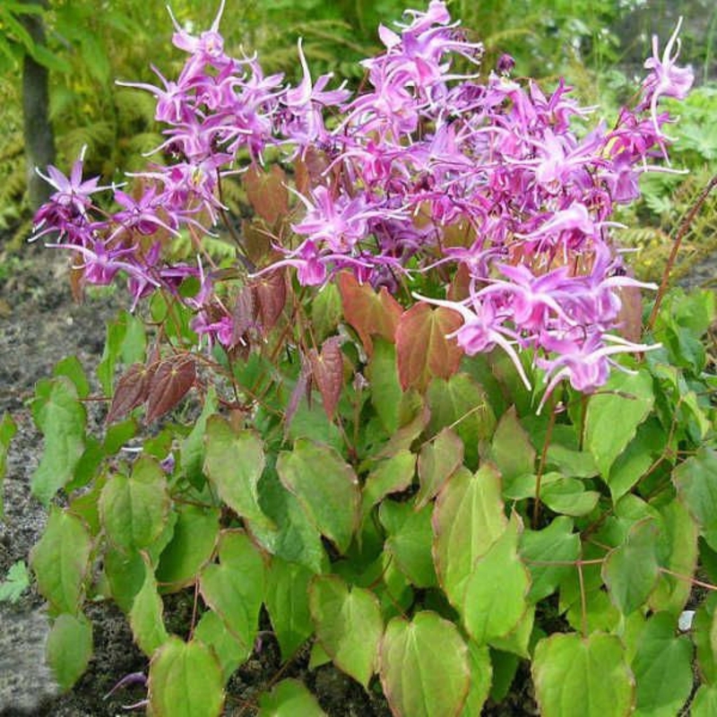 Горянка крупноцветковая Лилафи (Epimedium grandiflorum 'Lilafee')