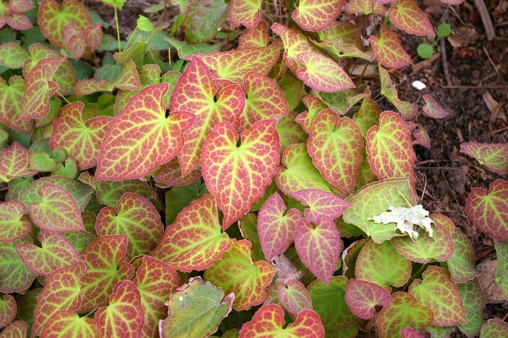 Горянка разноцветная Сульфуреум (Epimedium × versicolor 'Sulphureum')