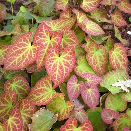 Горянка разноцветная Сульфуреум (Epimedium × versicolor 'Sulphureum')
