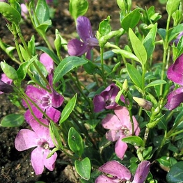 Барвинок малый Атропурпуреа (Vinca minor 'Atropurpurea')