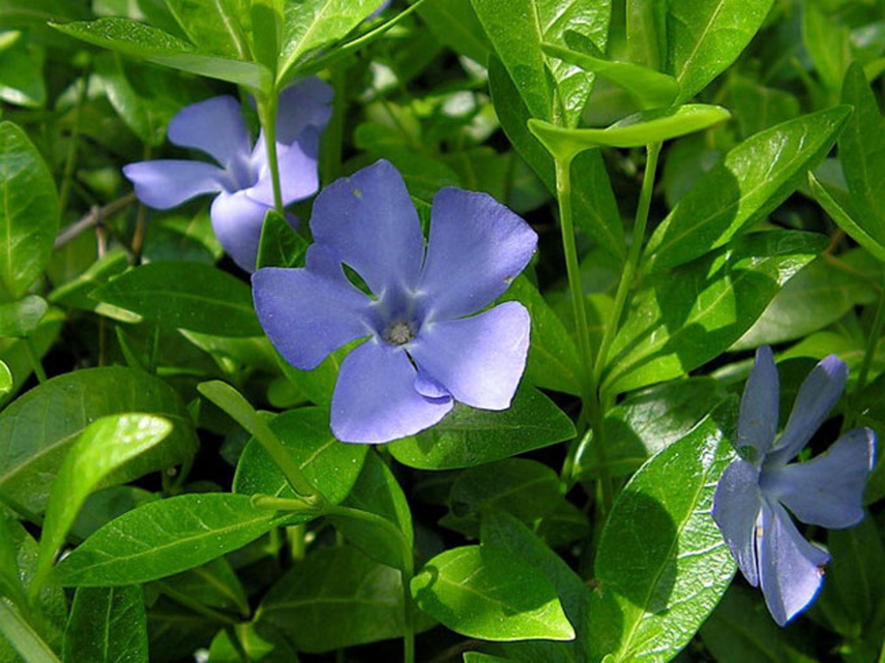 Барвинок большой Майор (Vinca major 'Major')