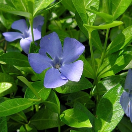 Барвинок большой Майор (Vinca major 'Major')