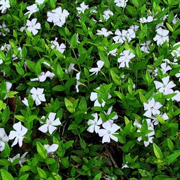 Барвинок малый Альба (Vinca minor 'Alba')