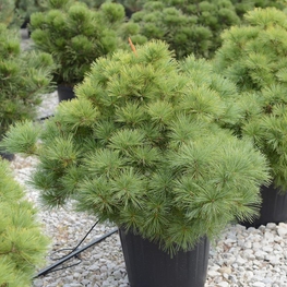 Сосна веймутова Радиата (Pinus strobus 'Radiata')