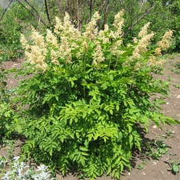 Волжанка двудомная Арункус (Aruncus dioicus 'Aruncus')