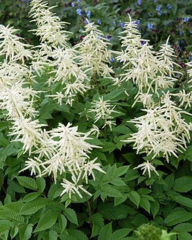 Волжанка китайская Цвайвельтенкинд (Aruncus sinensis 'Zweiweltenkind')