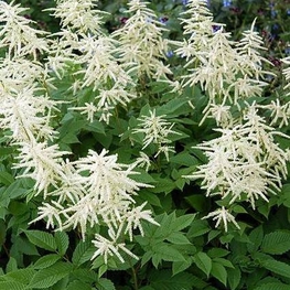 Волжанка китайская Цвайвельтенкинд (Aruncus sinensis 'Zweiweltenkind')