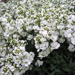 Арабис кавказский "Arabis caucasica"