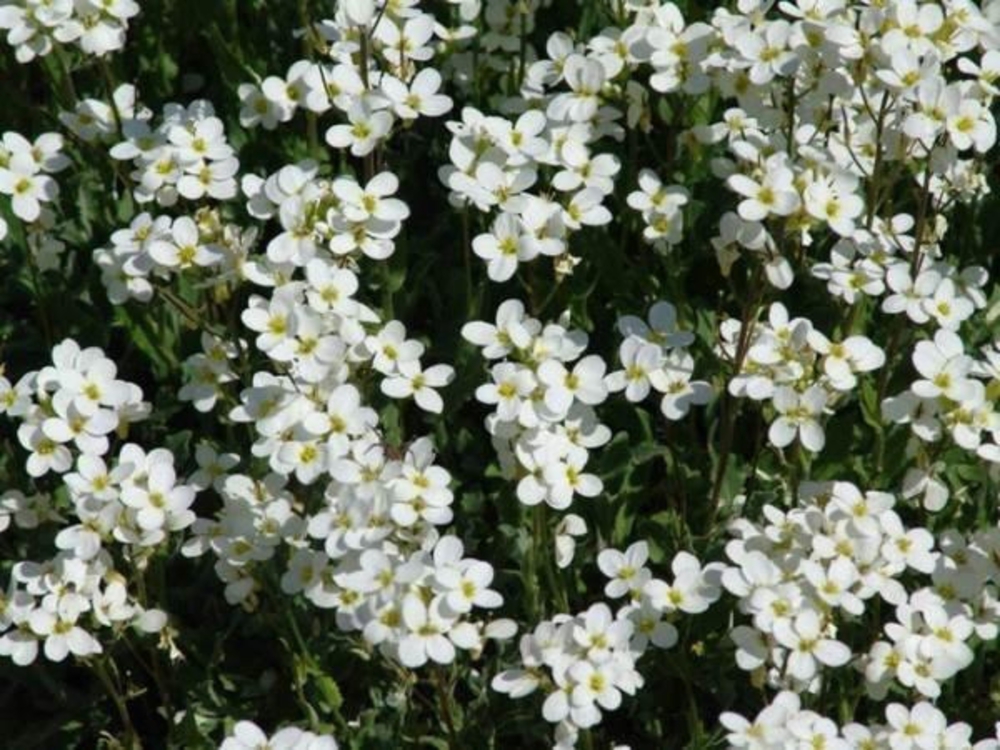 Арабис кавказский Сноу Фокс (Arabis caucasica 'Snow Fox')