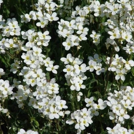 Арабис кавказский Сноу Фокс (Arabis caucasica 'Snow Fox')