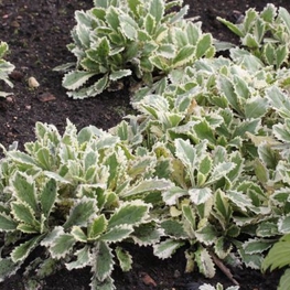 Арабис кавказский Вариегата (Arabis caucasica 'Variegata')