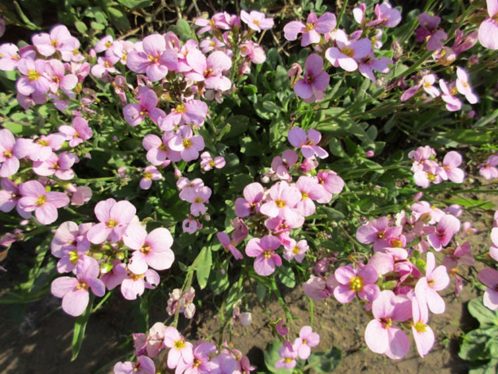 Арабис кавказский Розабелла (Arabis caucasica 'Rosabella')