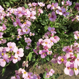 Арабис кавказский Розабелла (Arabis caucasica 'Rosabella')