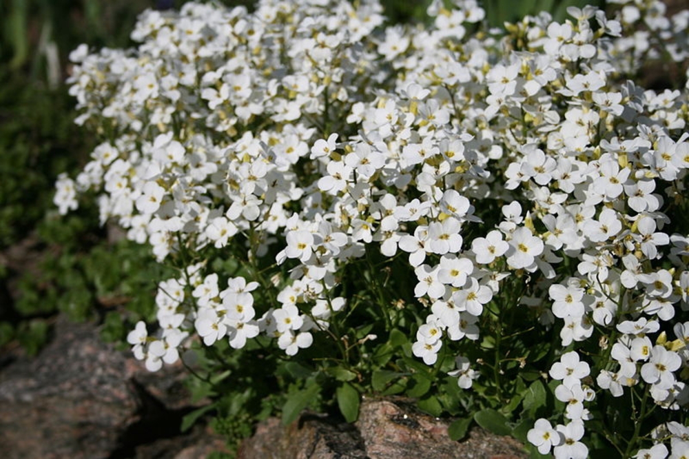 Арабис альпийский (Arabis alpina)