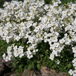 Арабис альпийский (Arabis alpina)