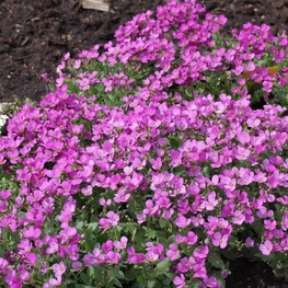 Арабис альпийский Розеа (Arabis alpina 'Rosea')