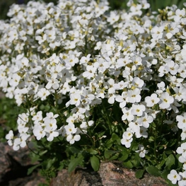 Арабис кавказский 'Lotti White'