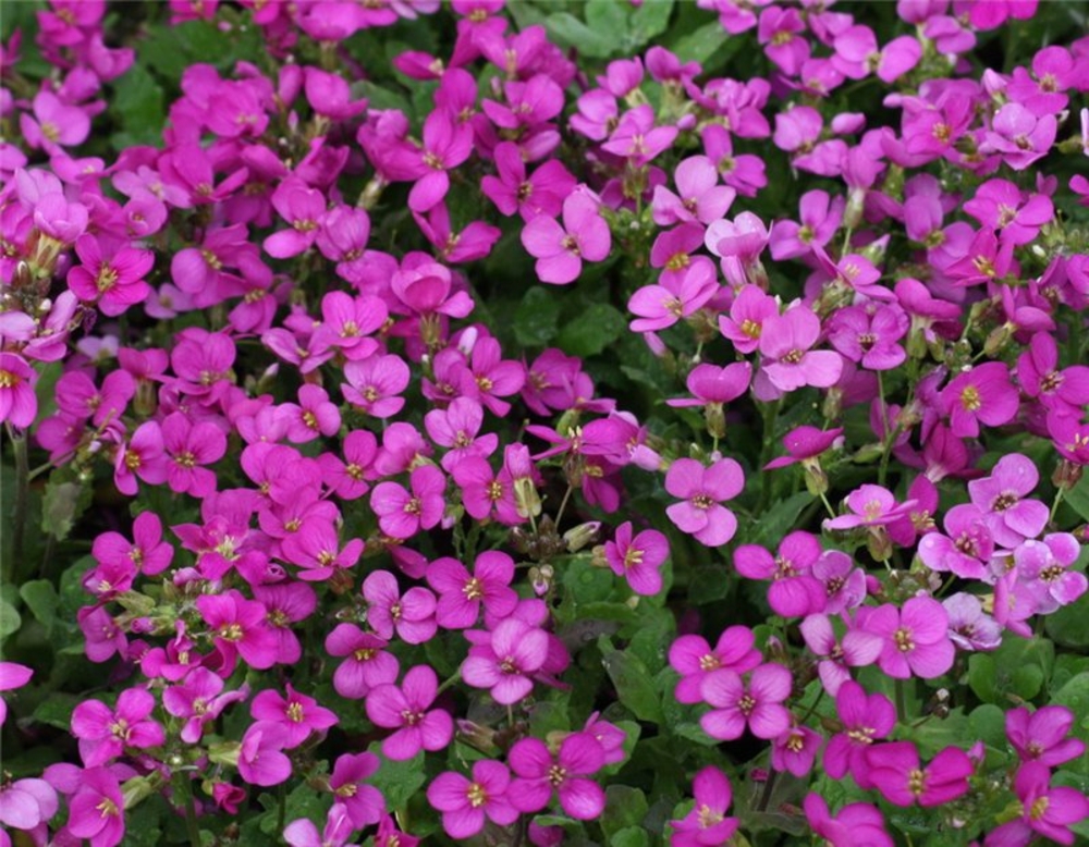 Арабис реснитчатый Спринг Чарм (Arabis blepharophylla 'Spring Charm')