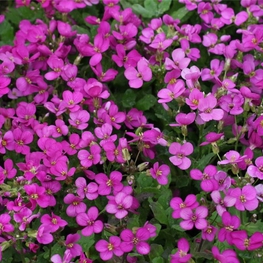 Арабис реснитчатый Спринг Чарм (Arabis blepharophylla 'Spring Charm')