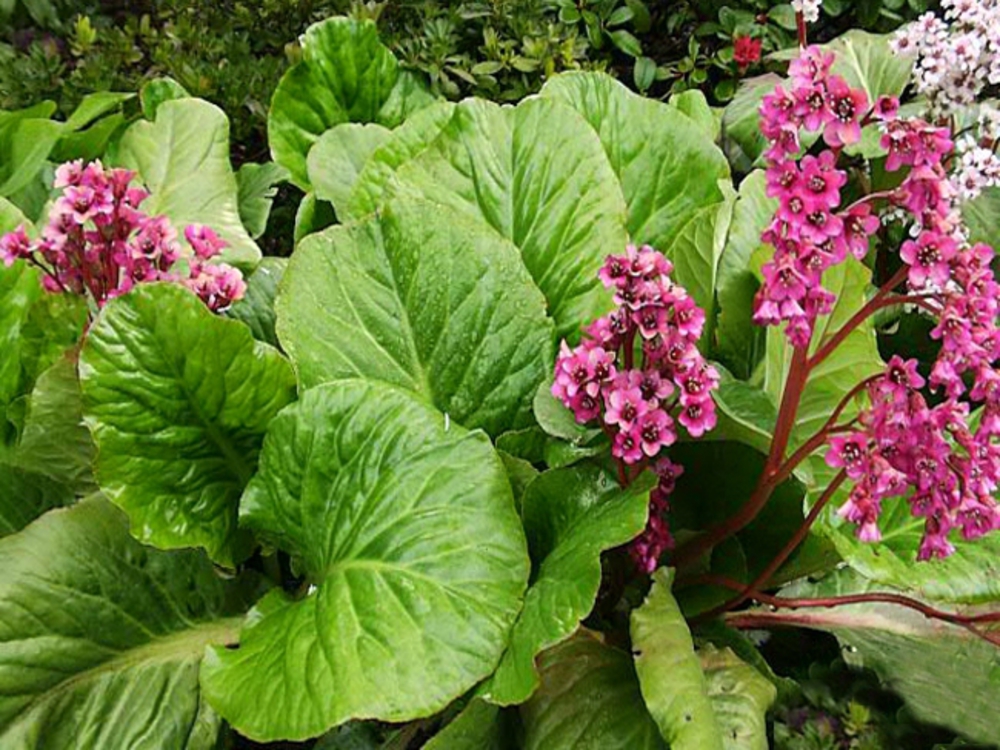 Бадан сердцелистный Ротблюм (Bergenia cordifolia 'Rotblum')