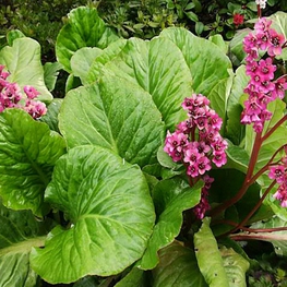 Бадан сердцелистный Ротблюм (Bergenia cordifolia 'Rotblum')