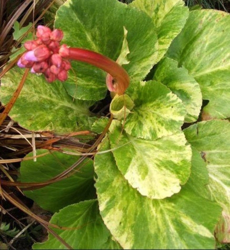 Бадан сердцелистный Галина Серова (Bergenia cordifolia 'Galina Serova')