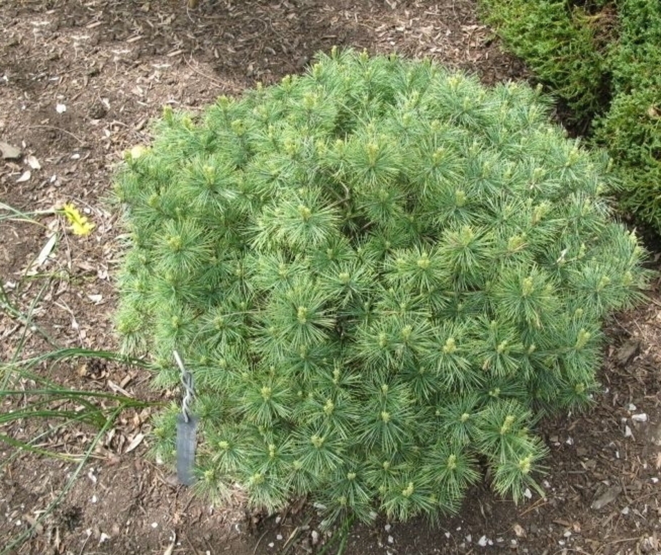 Сосна веймутова Бергманс Мини (Pinus strobus 'Bergmans Mini')