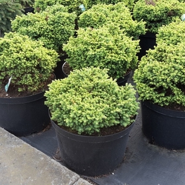 Ель обыкновенная Литтл Джем (Picea abies 'Little Gem')