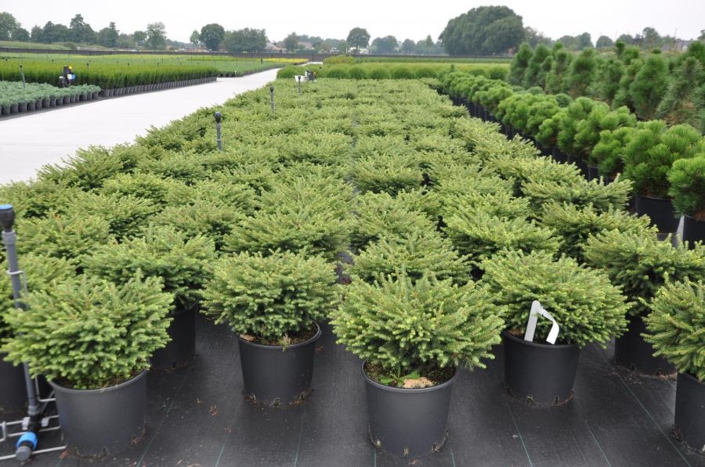 Ель обыкновенная Нидиформис (Picea abies 'Nidiformis')