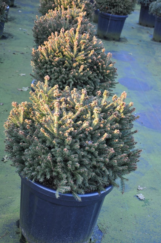 Ель обыкновенная Олендорффи (Picea abies 'Ohlendorffii')