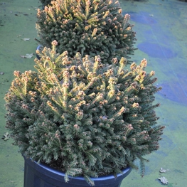 Ель обыкновенная Олендорффи (Picea abies 'Ohlendorffii')