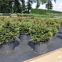 Ель обыкновенная Олендорффи (Picea abies 'Ohlendorffii')